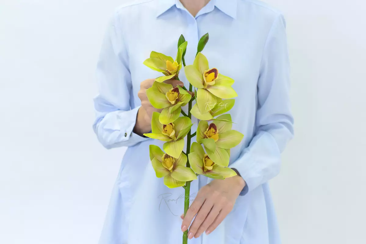 Cymbidium with 8 inflorescences 3D - green