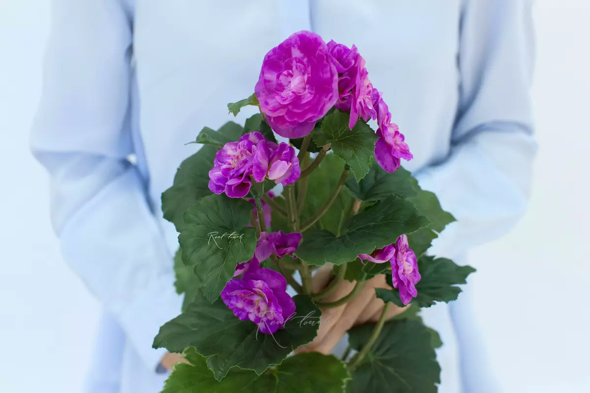 Begonia flowering average - fuchsia