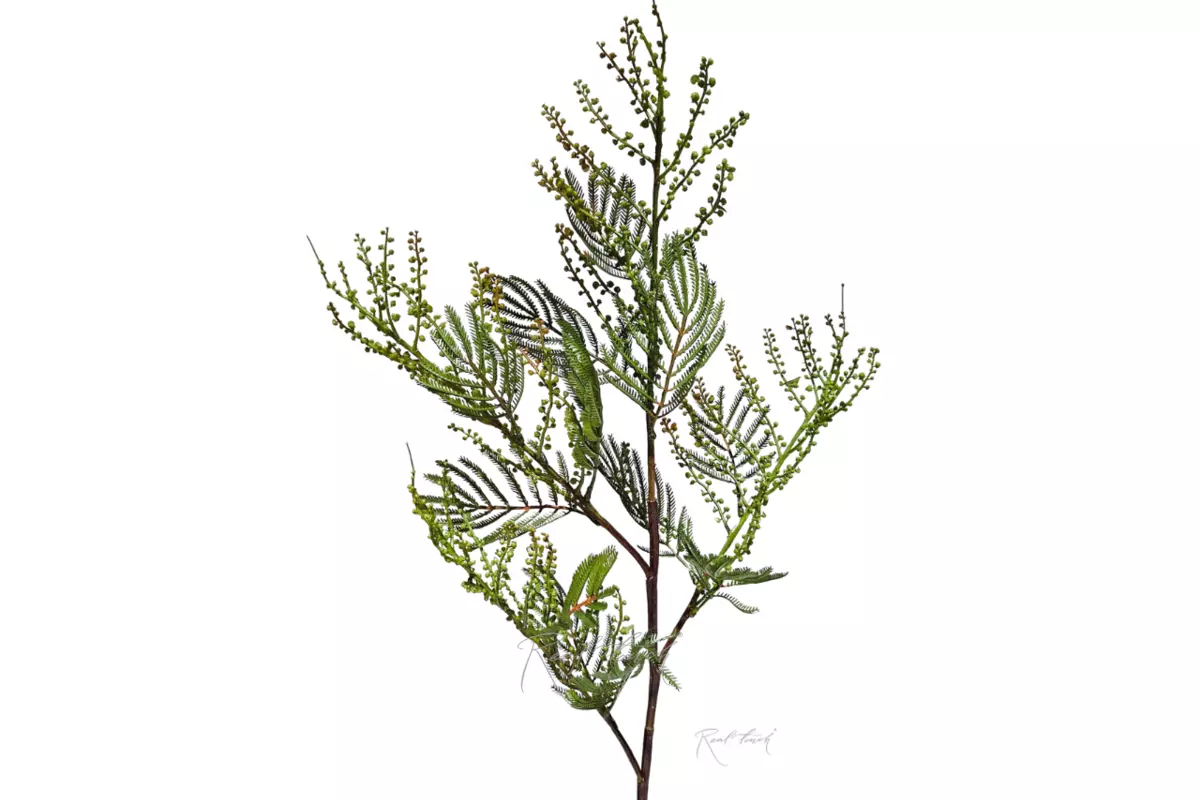 Mimosa 87 cm - green
