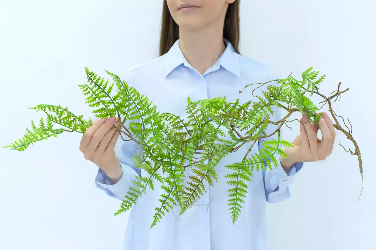 Davallia on a lignified stem - green