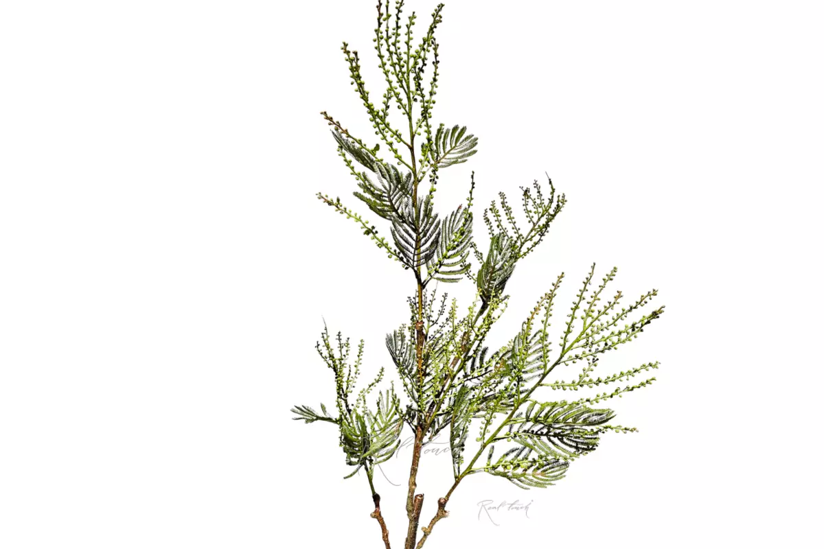 Mimosa 105 cm - green