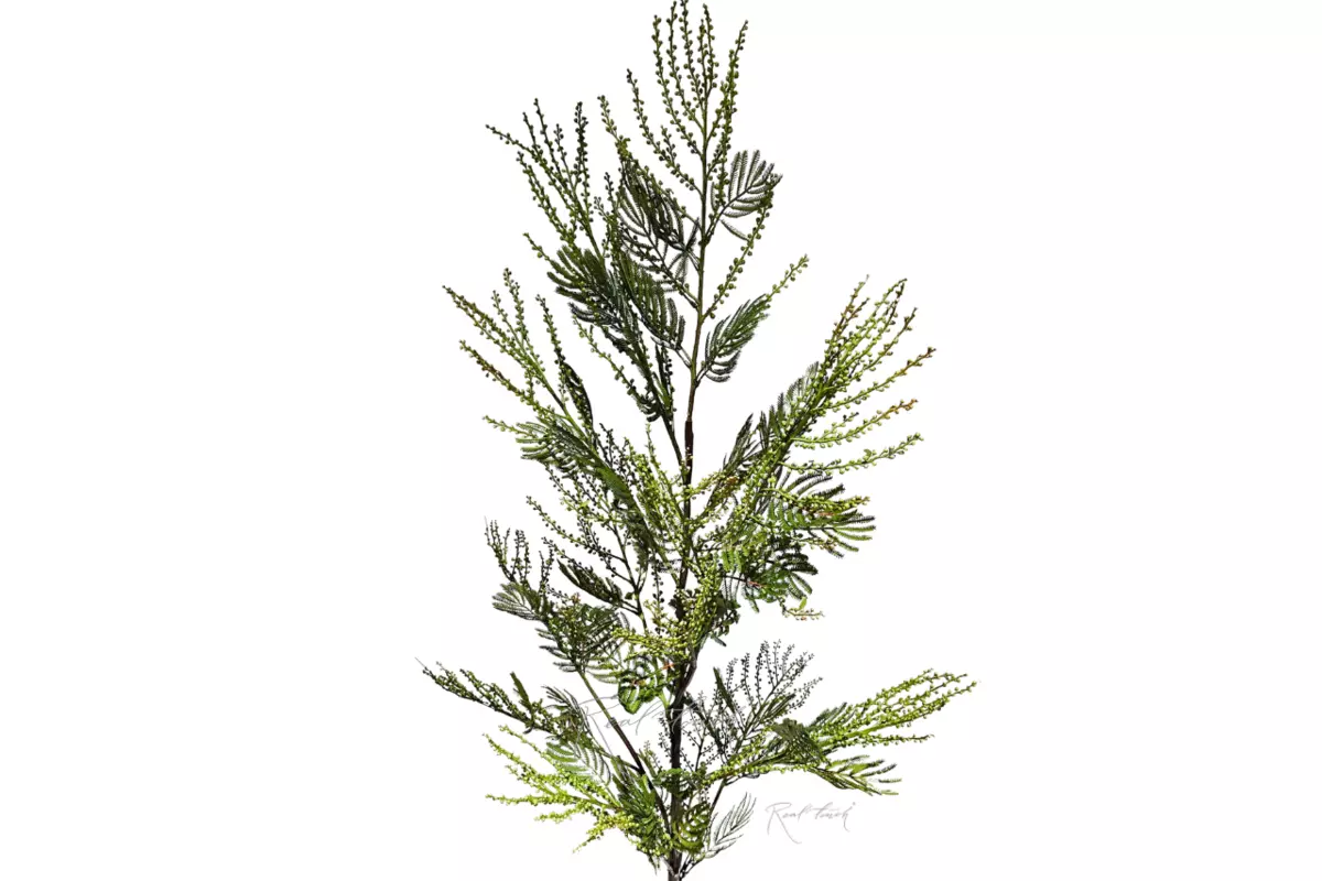 Mimosa 154 cm - green