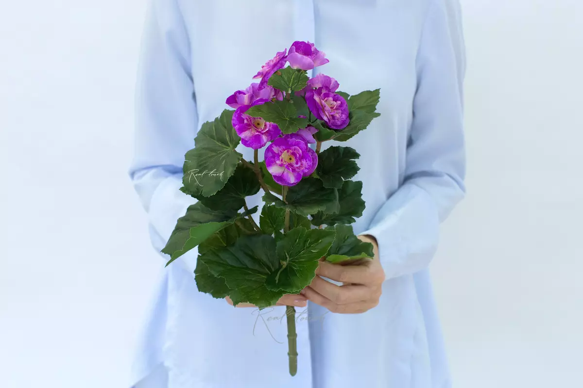 Begonia flowering small - fuchsia