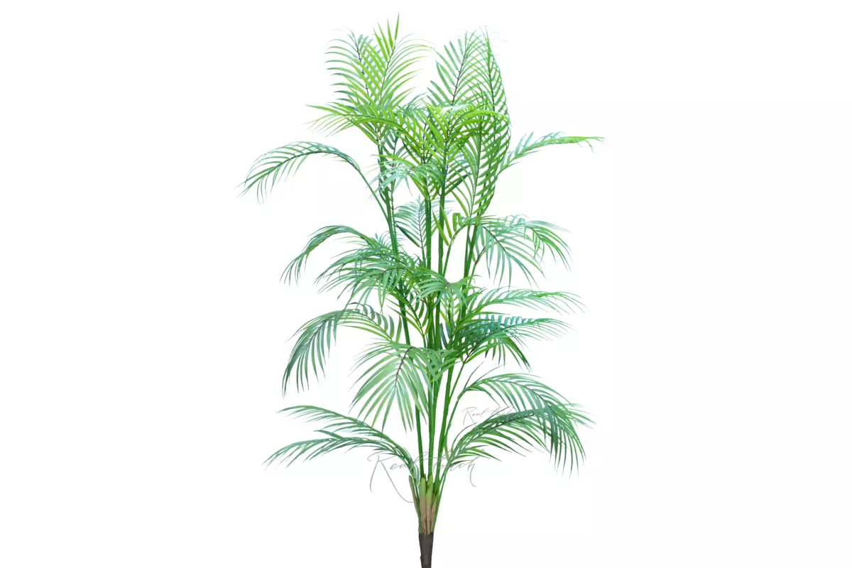 Areca palm high - green