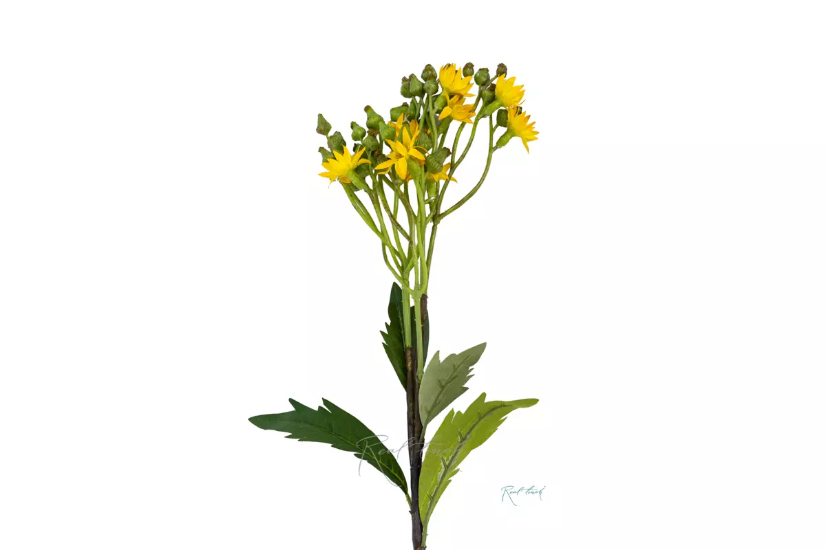 Hawkweed flower - yellow