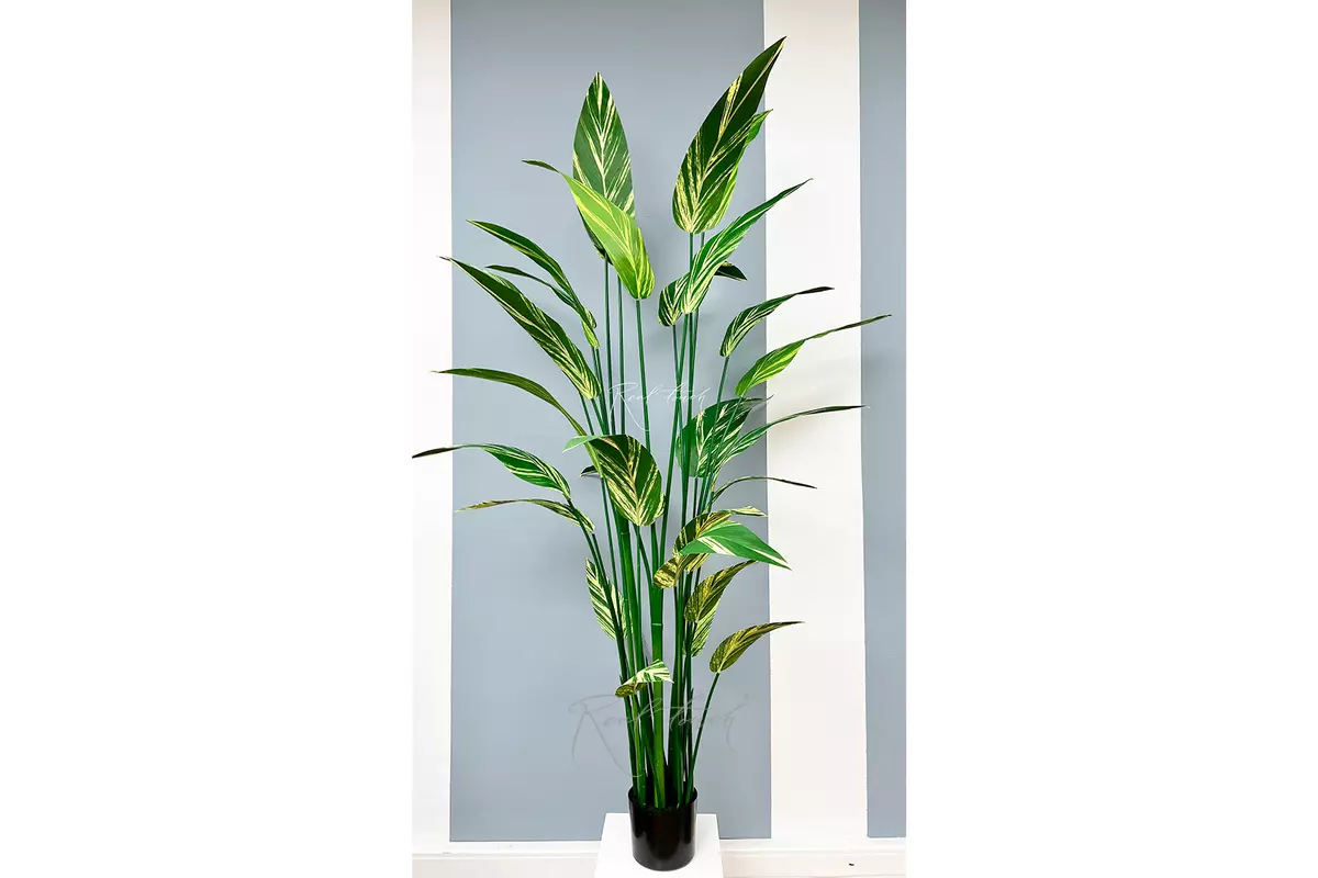 Strelitzia variegated 210cm - Green yellow