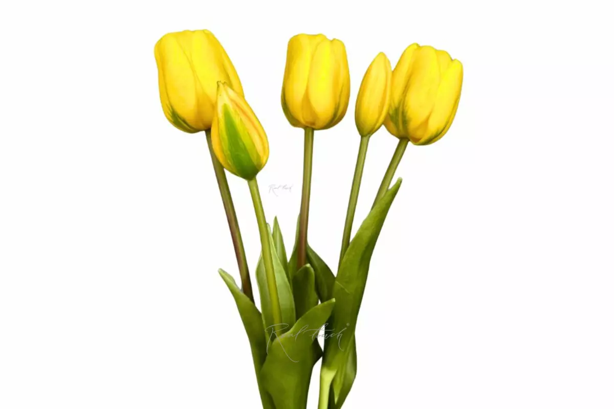 Bouquet of late tulips 3+2 - yellow Bouquet of late tulips 3+2 - yellow