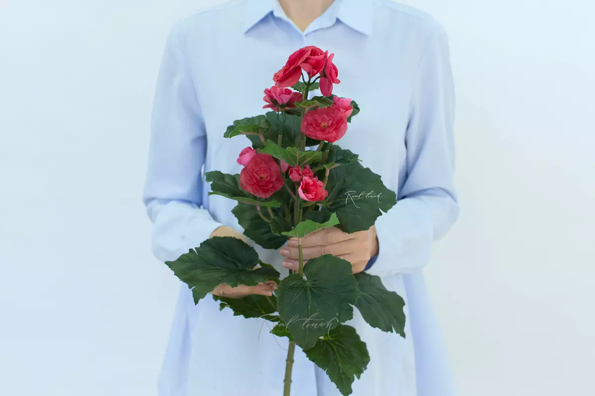 Begonia flowering small - Coral