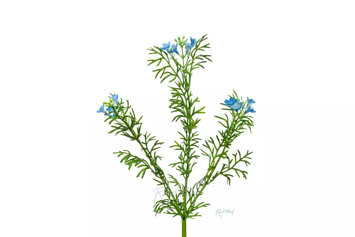 Potentilla flower - light blue