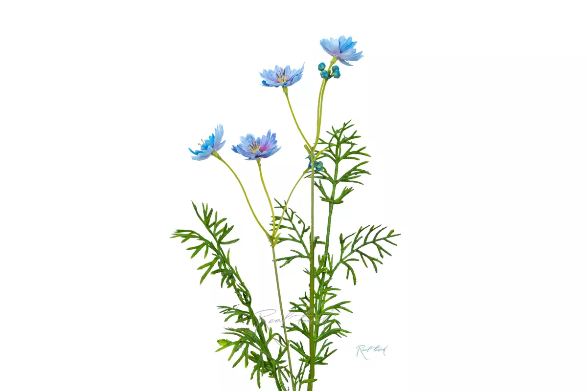 Chicory - light blue