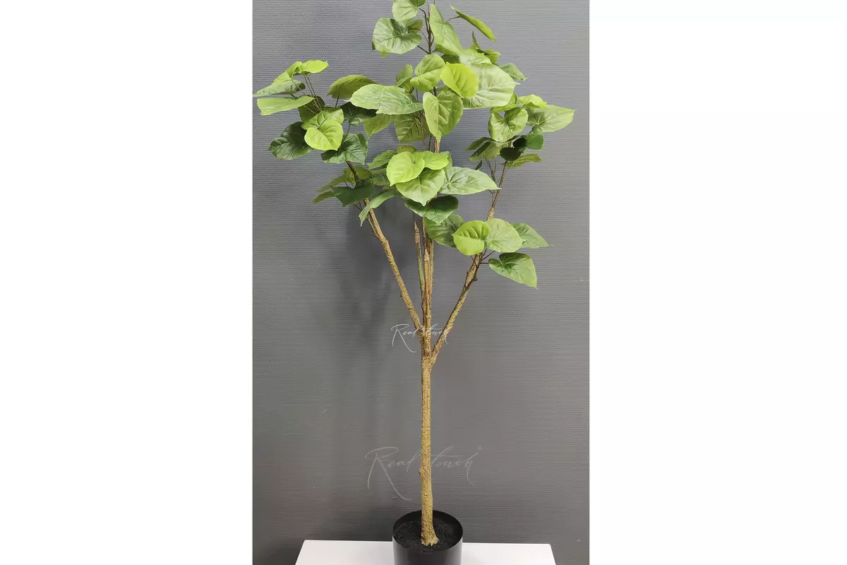 Banyan tree in pot 50cm - green