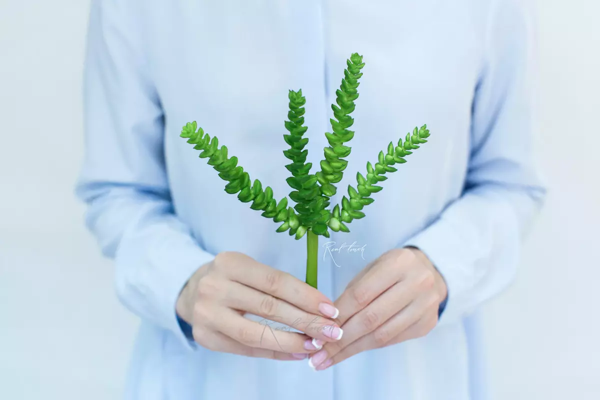 Succulent 403 - green