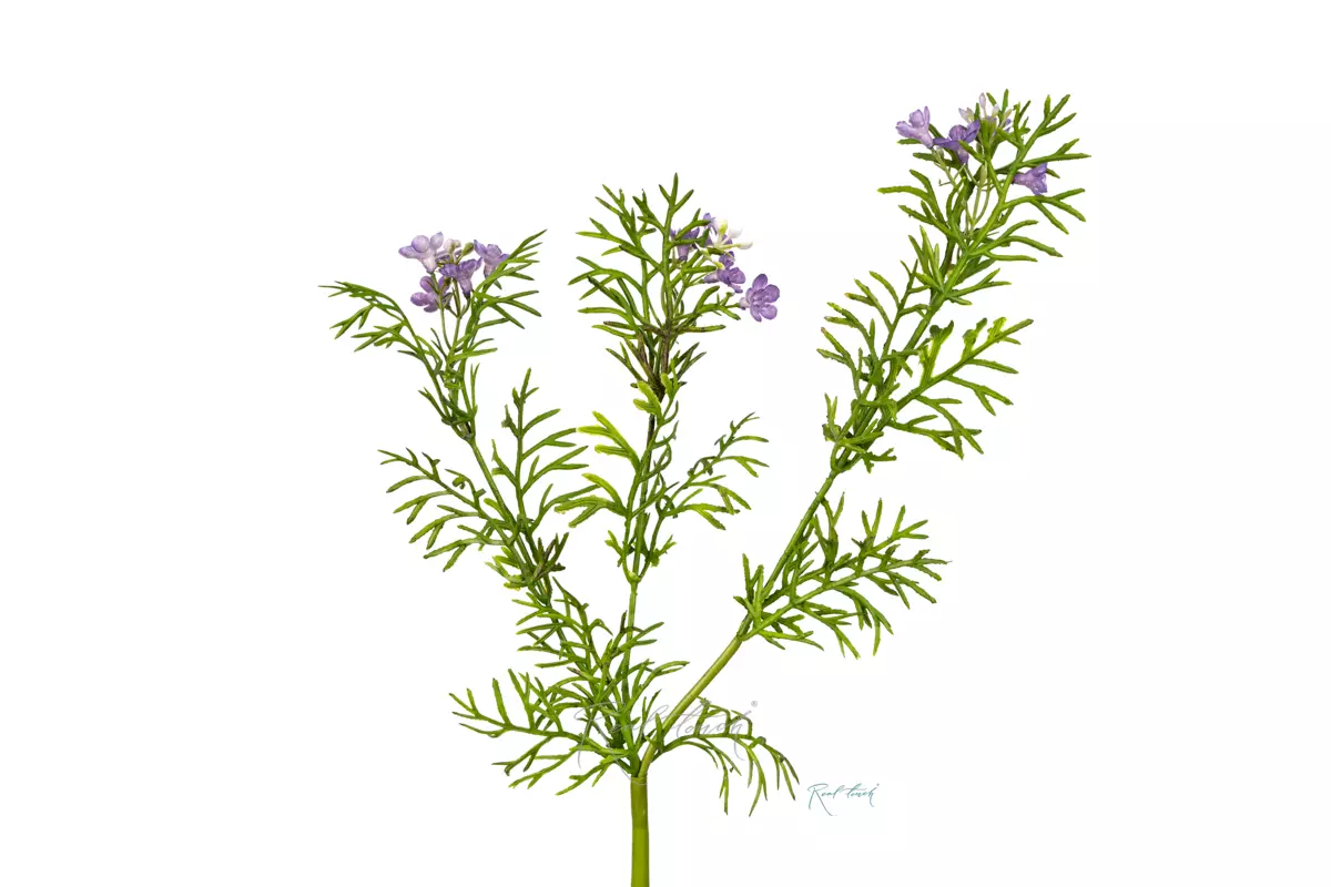 Potentilla flower - purple
