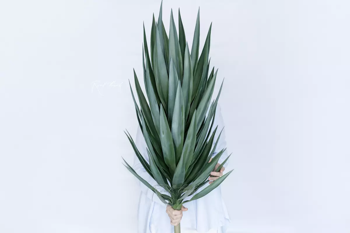Giant Yucca - green