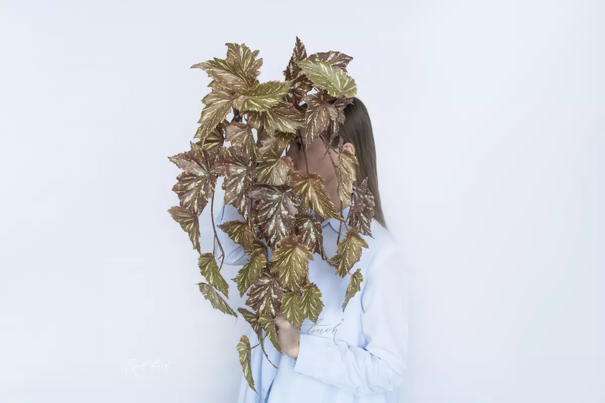 Begonia Maculata hanging  - Green brown