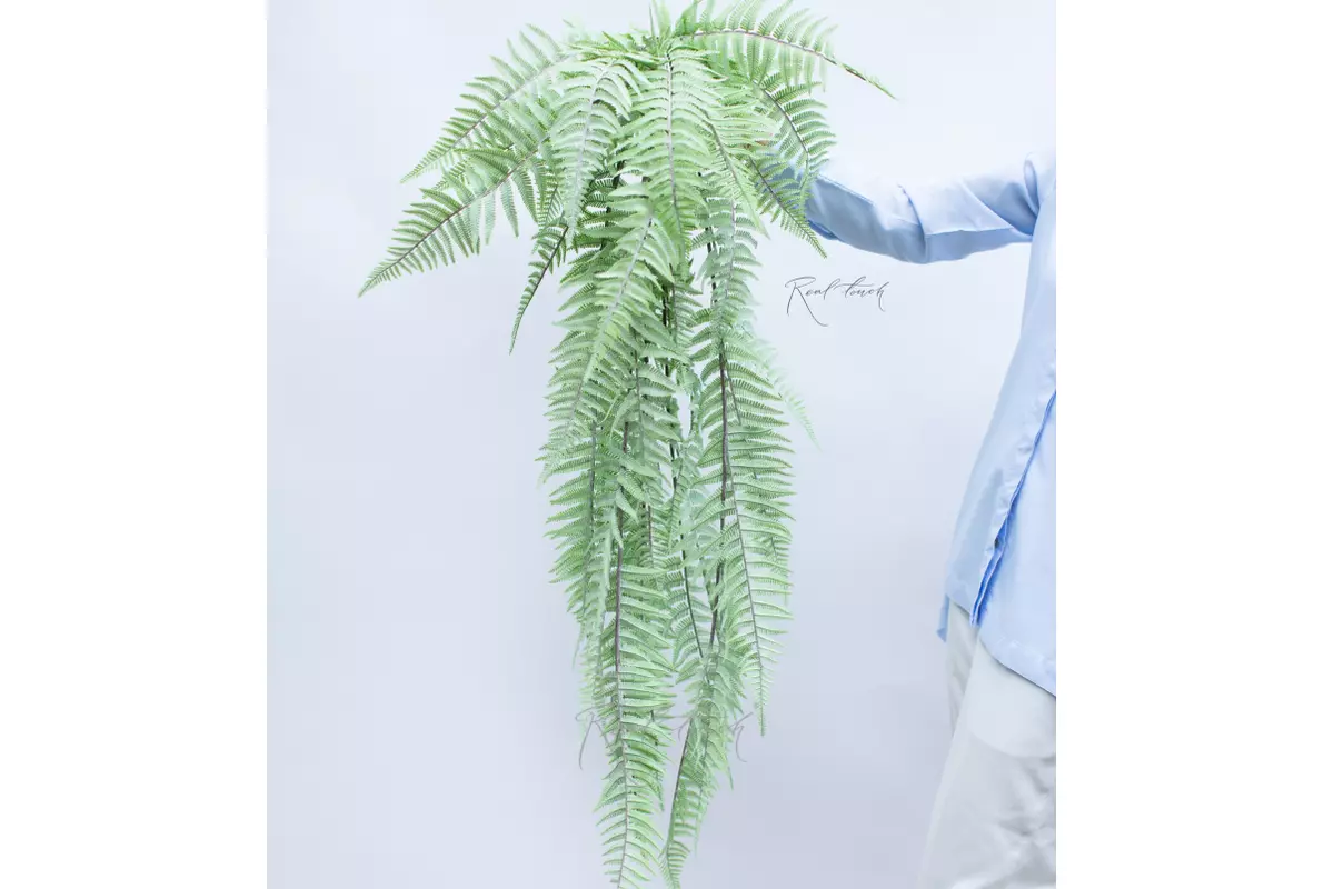 Polystichum lonchitis 117cm - dusty green