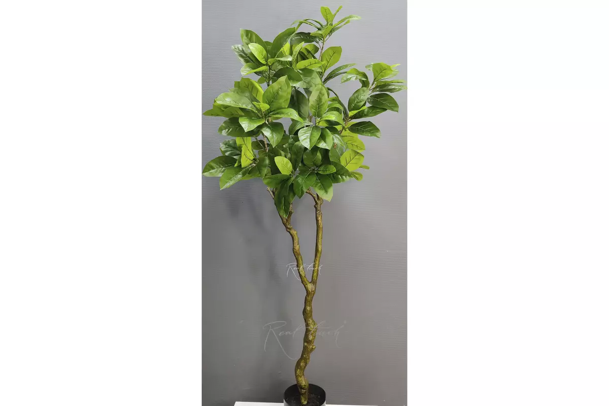 Heart-shaped linden in pot 180cm - green