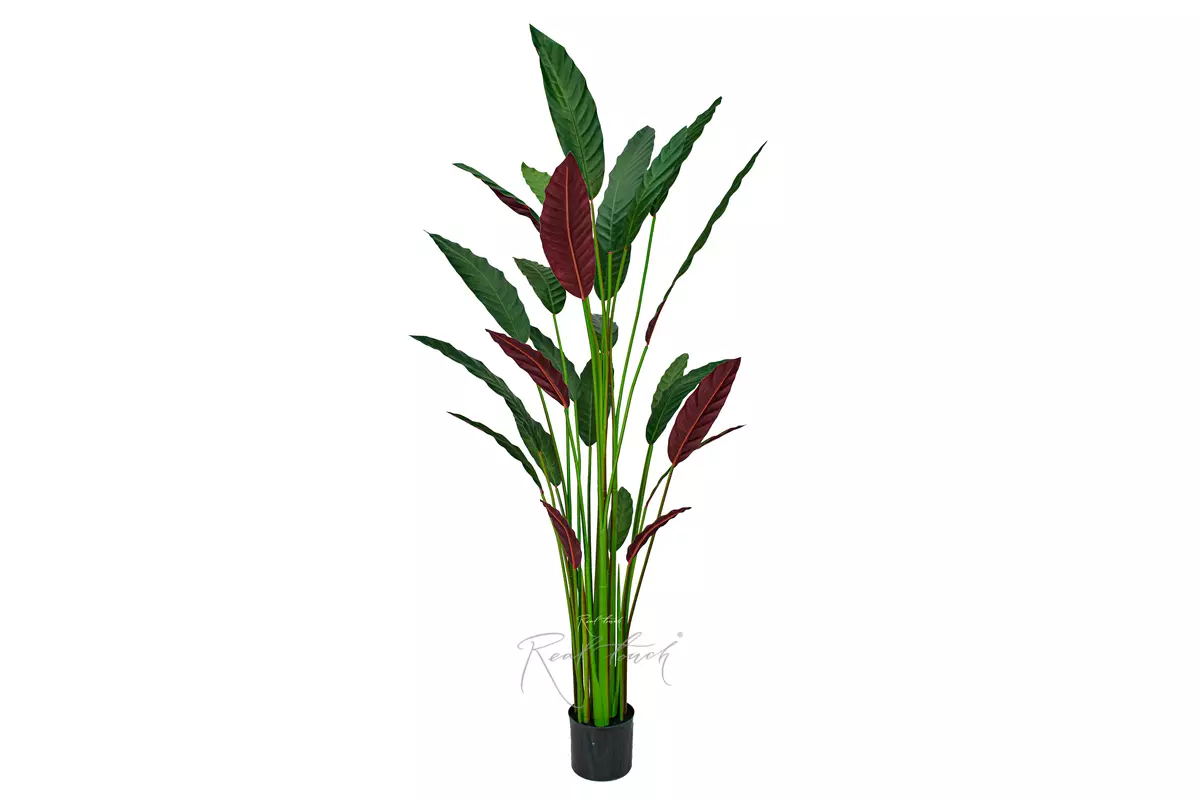 Artificial Calathea rufibarba 160cm - Dark green Artificial Calathea rufibarba 160cm - Dark green