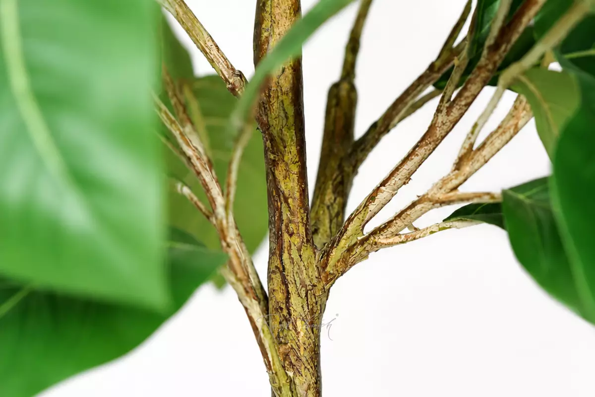Ficus 120cm - green
